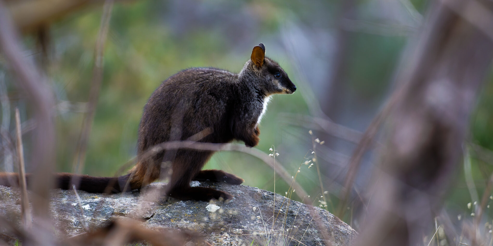 Southern Brush-tail Rock Wallaby