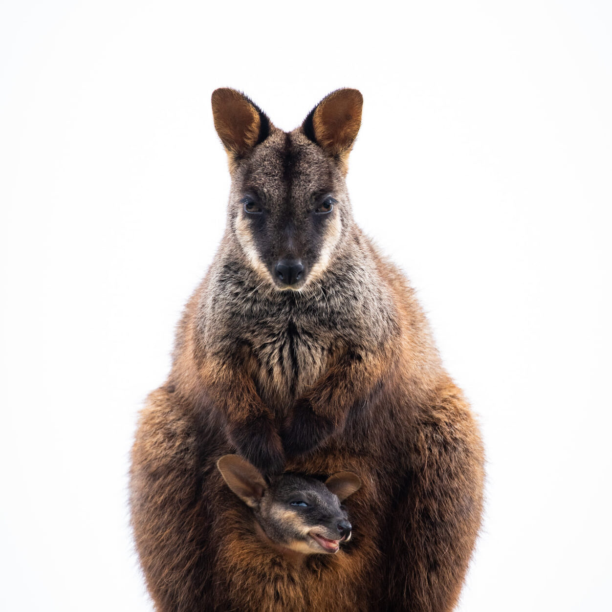 A Southern Brush-tailed Rock-wallaby and her pouched young. Photo by Annette Ruzicka