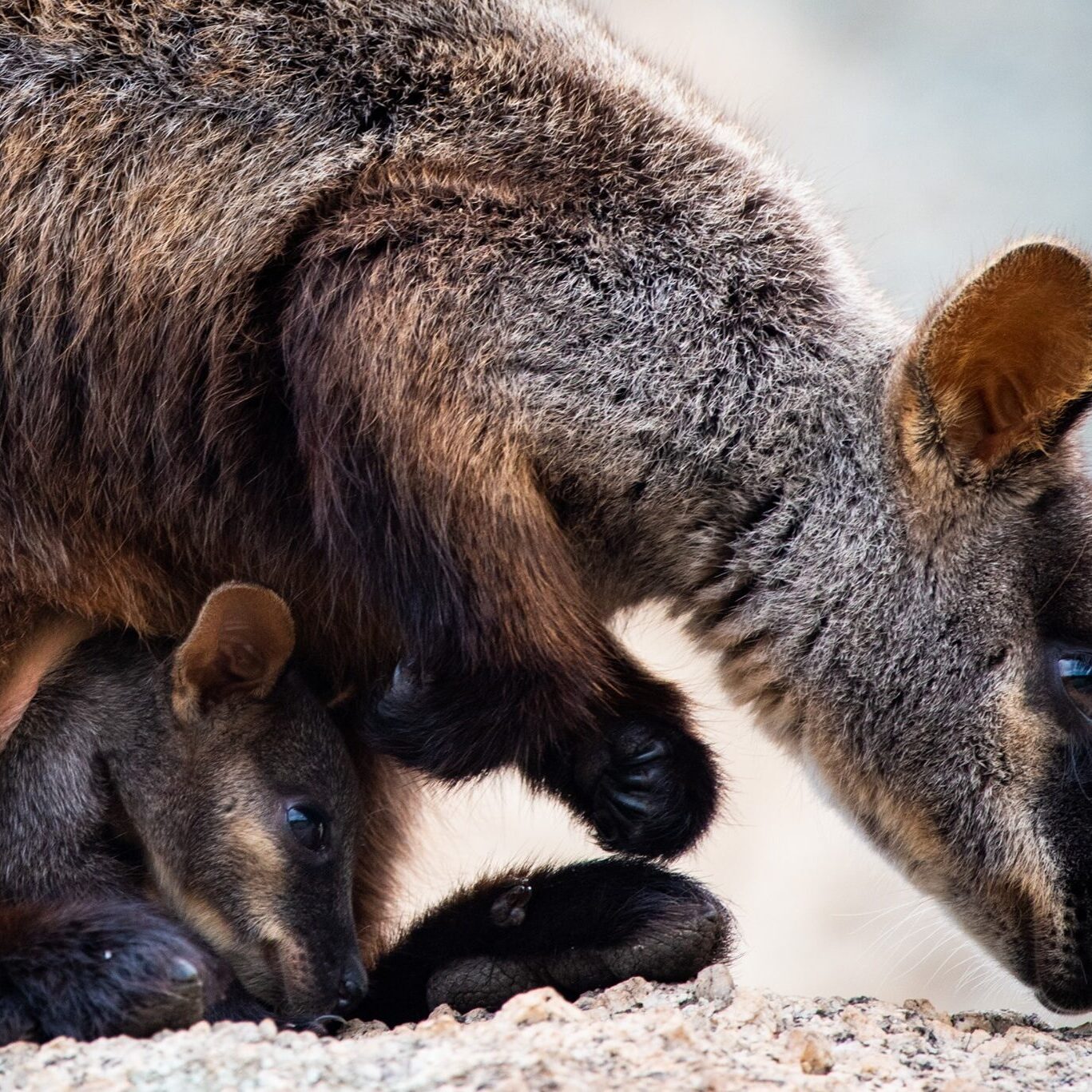 Southern Brush-tailed Rock-wallaby and her joey. Photo by Annette Ruzicka