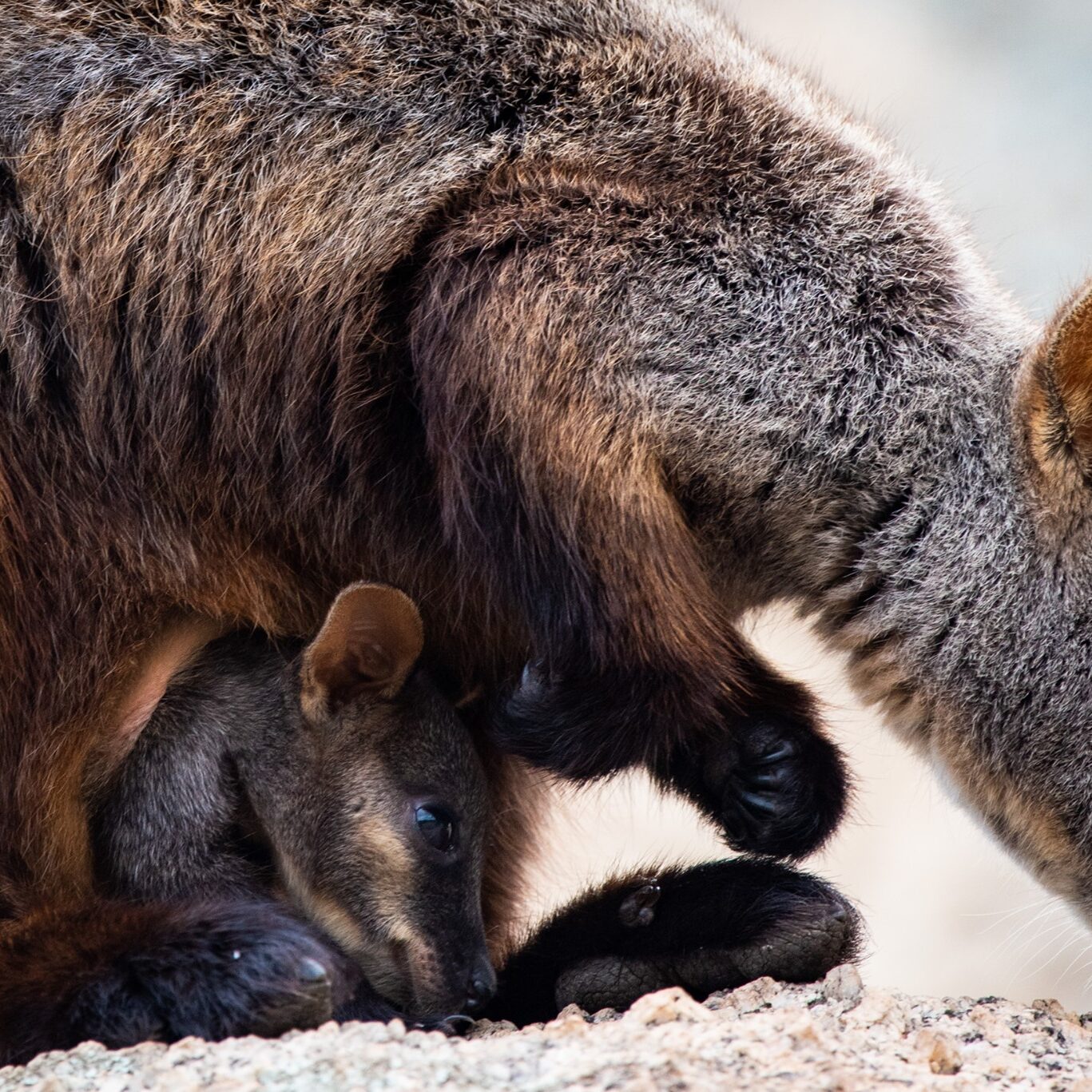 Southern Brush-tailed Rock-wallaby and her joey. Photo by Annette Ruzicka