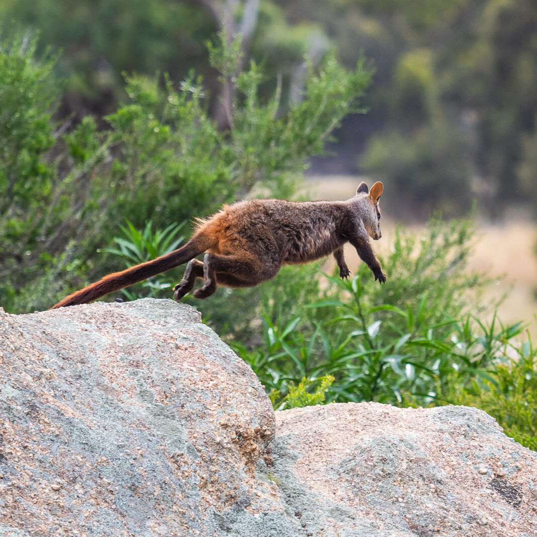 Southern Brush-tailed Rock-wallaby at Mt Rothwell. Photo by Pete James.