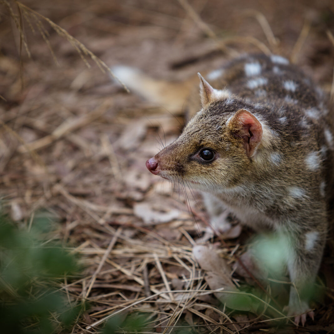 Eastern Quoll. Photo by Pete James