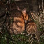 Eastern Barred Bandicoot