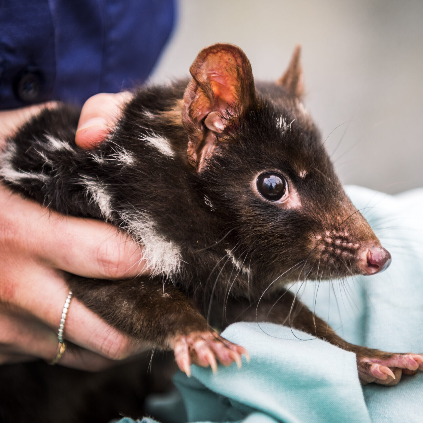 Eastern quoll ©Annette Ruzicka 09