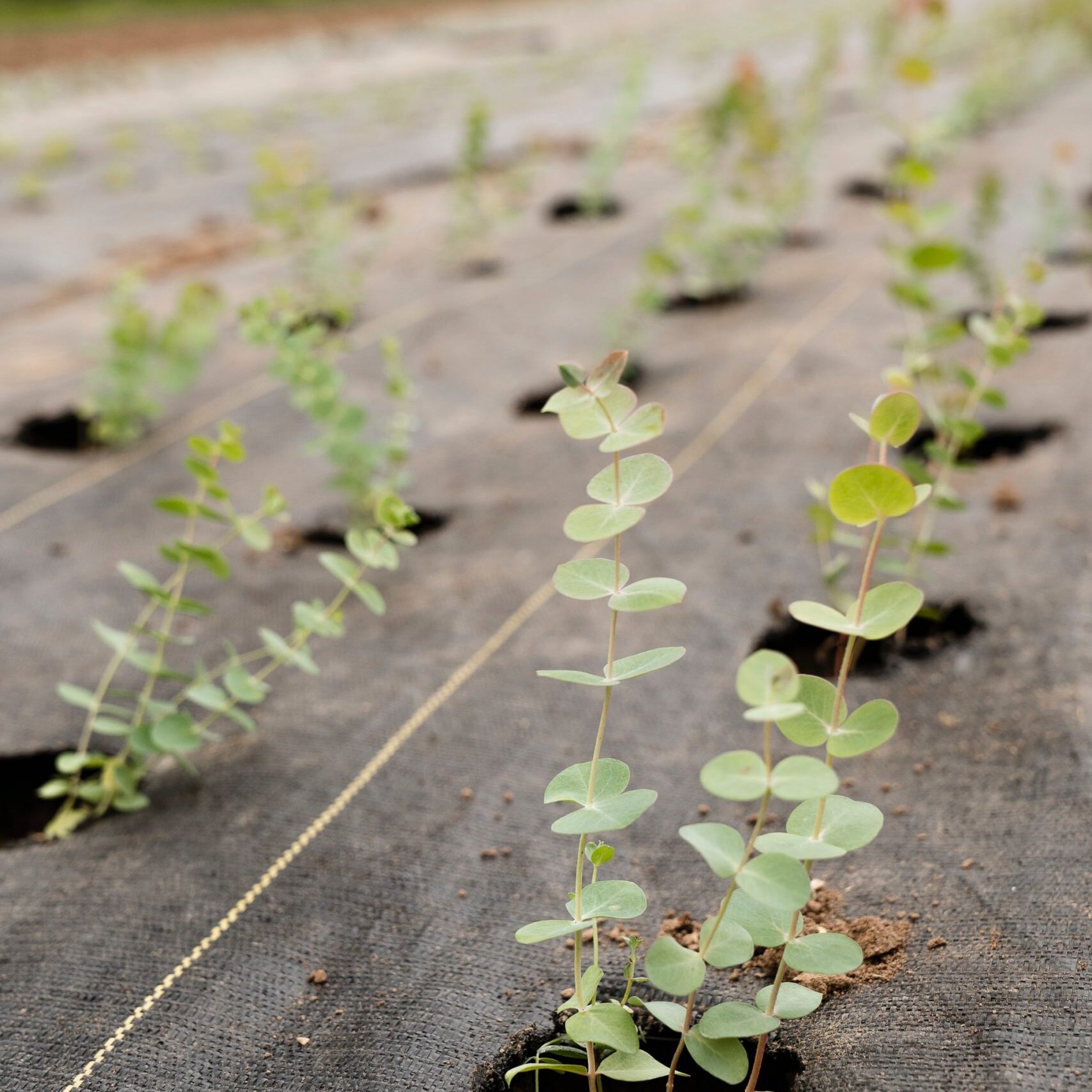 Eucalyptus sapling. Photo by Zoe Schaeffer