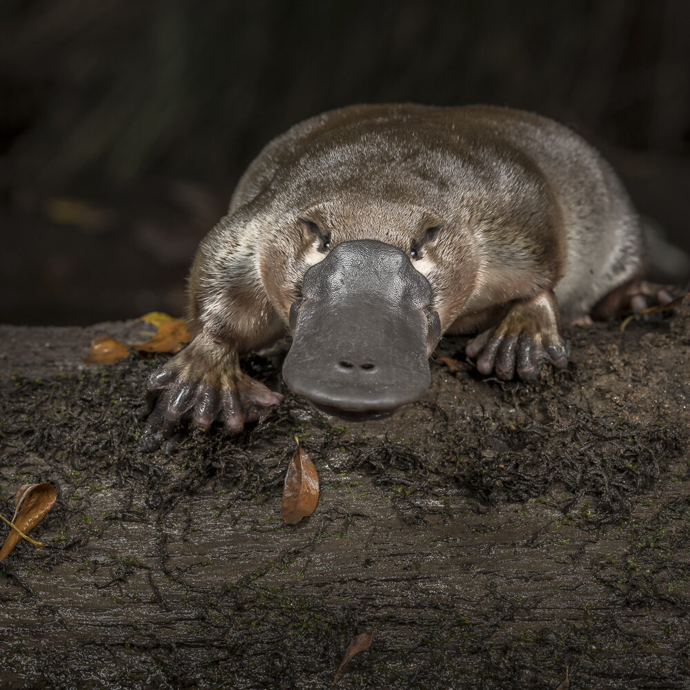 Platypus. Photo by Doug Gimesy