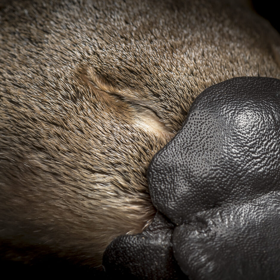 Closed eye and top of bill of a platypus. Photo by Doug Gimesy