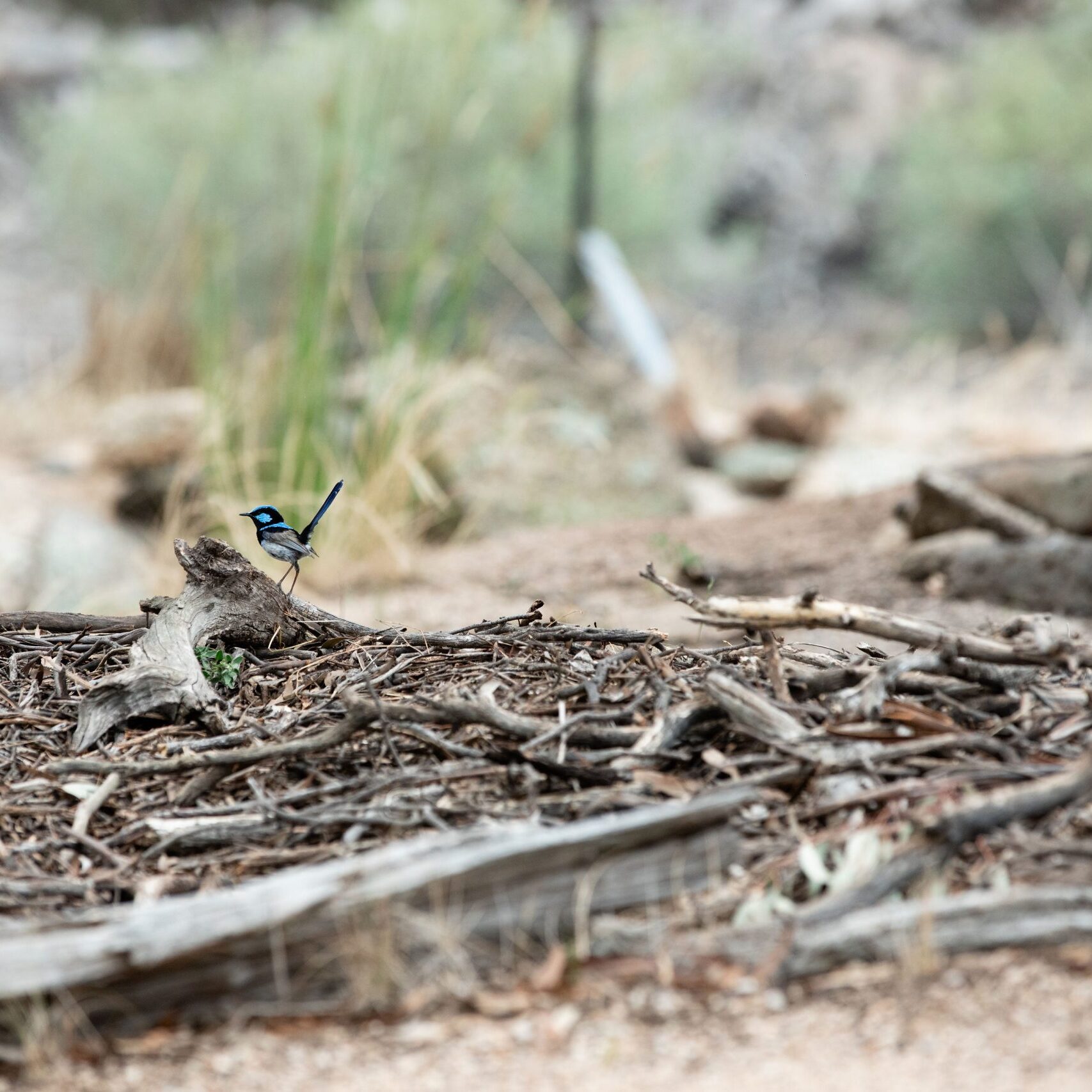 Superb Fairywren. Photo by HW DF