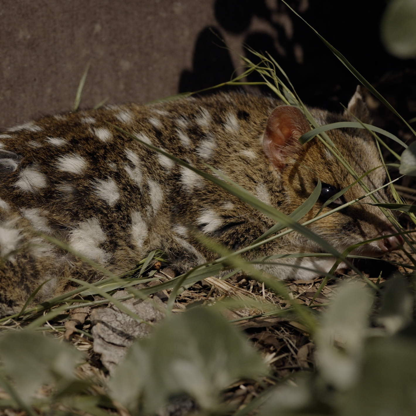 Eastern Quoll. Photo by 2040