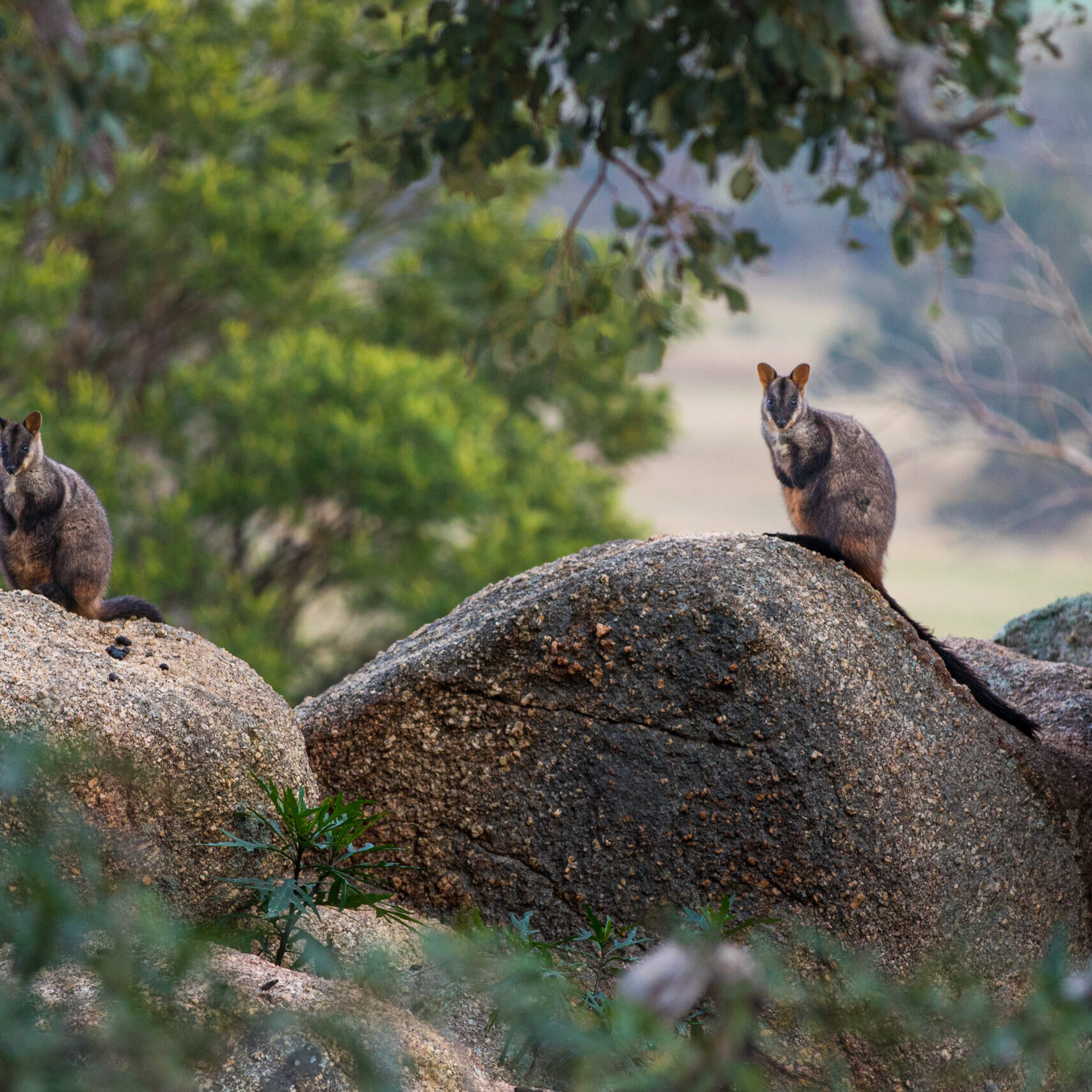 Southern Brush-tailed Rock Wallaby